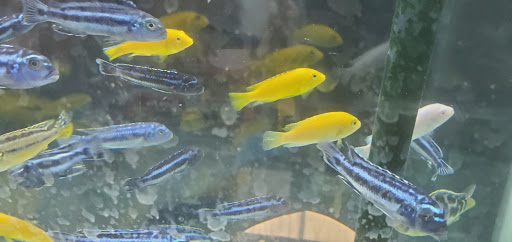 Pet Store «Animal Pet Shop Corporation», reviews and photos, 10843 SW 40th St, Miami, FL 33165, USA