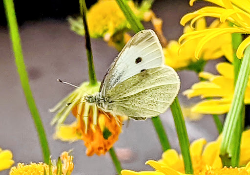 Department Store «Walmart Supercenter», reviews and photos, 1882 Holly St, Blair, NE 68008, USA