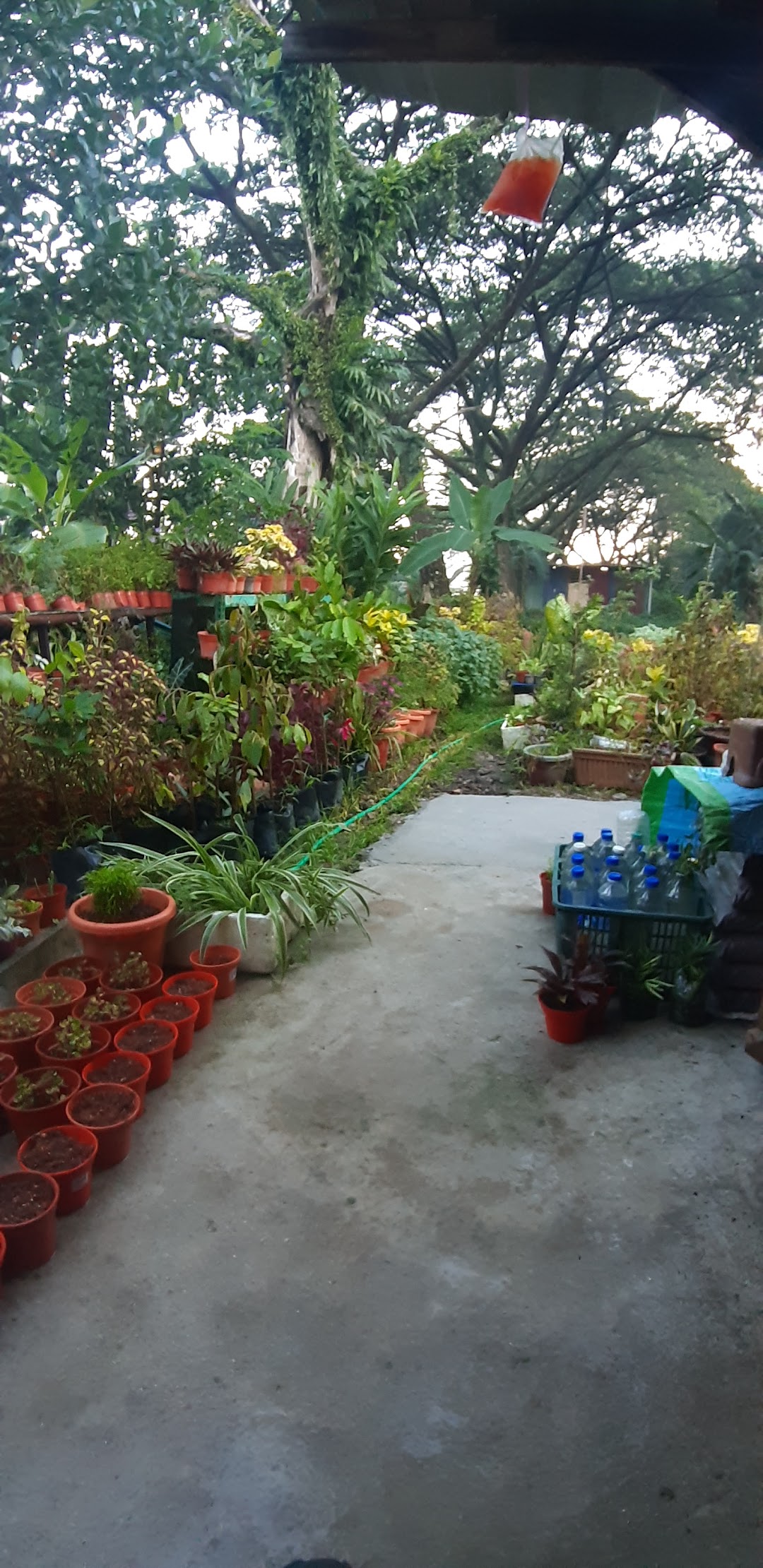 Tapak Semaian Pokok(CEMPAKA NURSERIES)