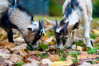 Lily's farm Daycare - Photo 3 - Car repair in , Frederick