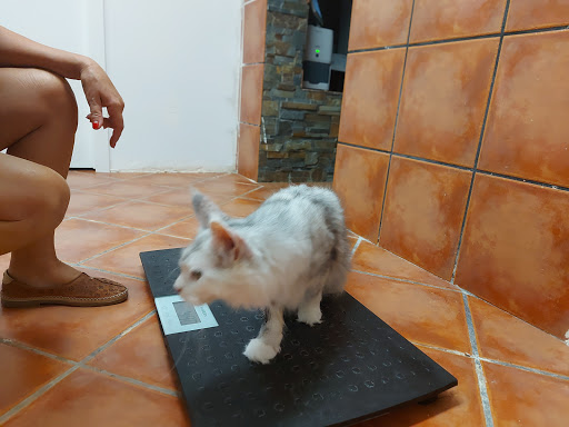 Clínica Veterinaria Masía Pavía en Masia Pavia