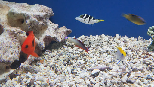 Pet Store «Oak Park Natural Pet & Fish», reviews and photos, 23 N Harlem Ave, Oak Park, IL 60302, USA