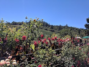 Rafanelli Winery - photo 12