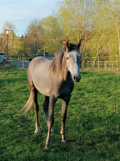 Tierärztliche Gemeinschaftspraxis in Oberschwaben unter Biberach, Baden Württemberg
