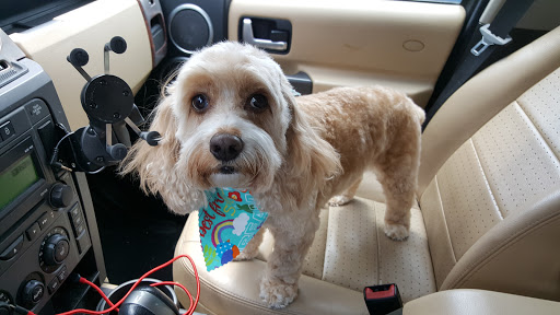 Pet Store «Oak Clips Pet Boutique & Grooming», reviews and photos, 502 N Edgefield Ave, Dallas, TX 75208, USA