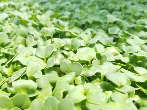 Park «Conocido Park», reviews and photos, 15645 N 31st Dr, Phoenix, AZ 85053, USA