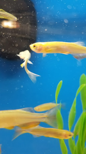 Pet Supply Store «Petco Animal Supplies», reviews and photos, 92 Cluff Crossing Rd, Salem, NH 03079, USA