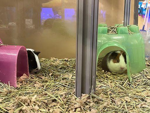 Pet Supply Store «Pet Supplies Plus», reviews and photos, 1030 Main St #10, Waltham, MA 02451, USA