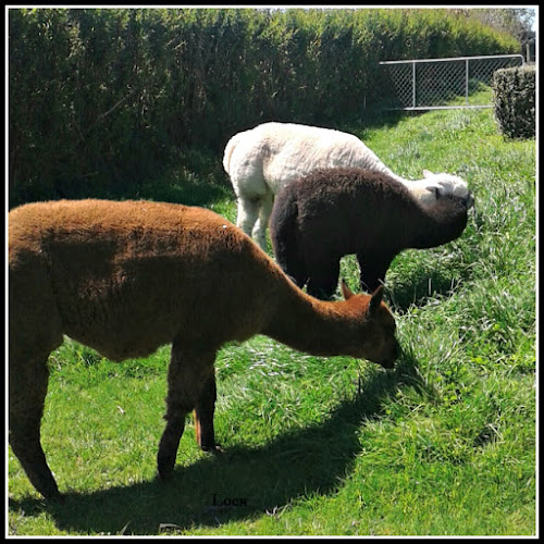 Reviews of Lochanside Alpacas - Speciality Hand Dyed Yarn Boutique in Cambridge - Shop