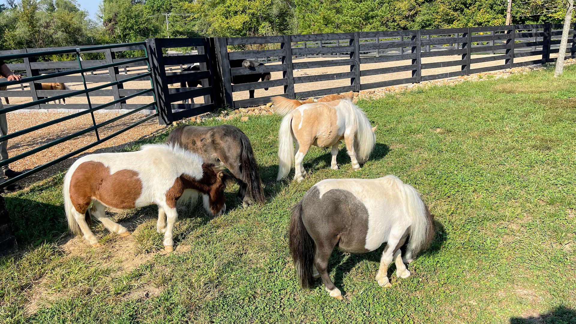 R & R Ranch Miniature Horse Sanctuary