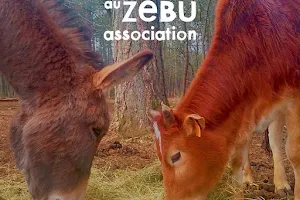 Association de l'âne au zébu image