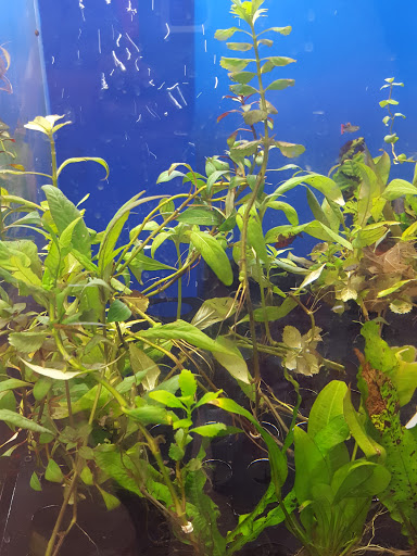 Pet Supply Store «Petco Animal Supplies», reviews and photos, 5975 20th St, Vero Beach, FL 32966, USA