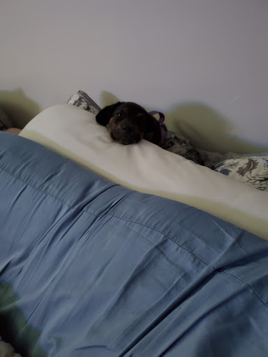 Pet Supply Store «Pets Plus - Bensalem», reviews and photos, 1336 Bristol Pike, Bensalem, PA 19020, USA