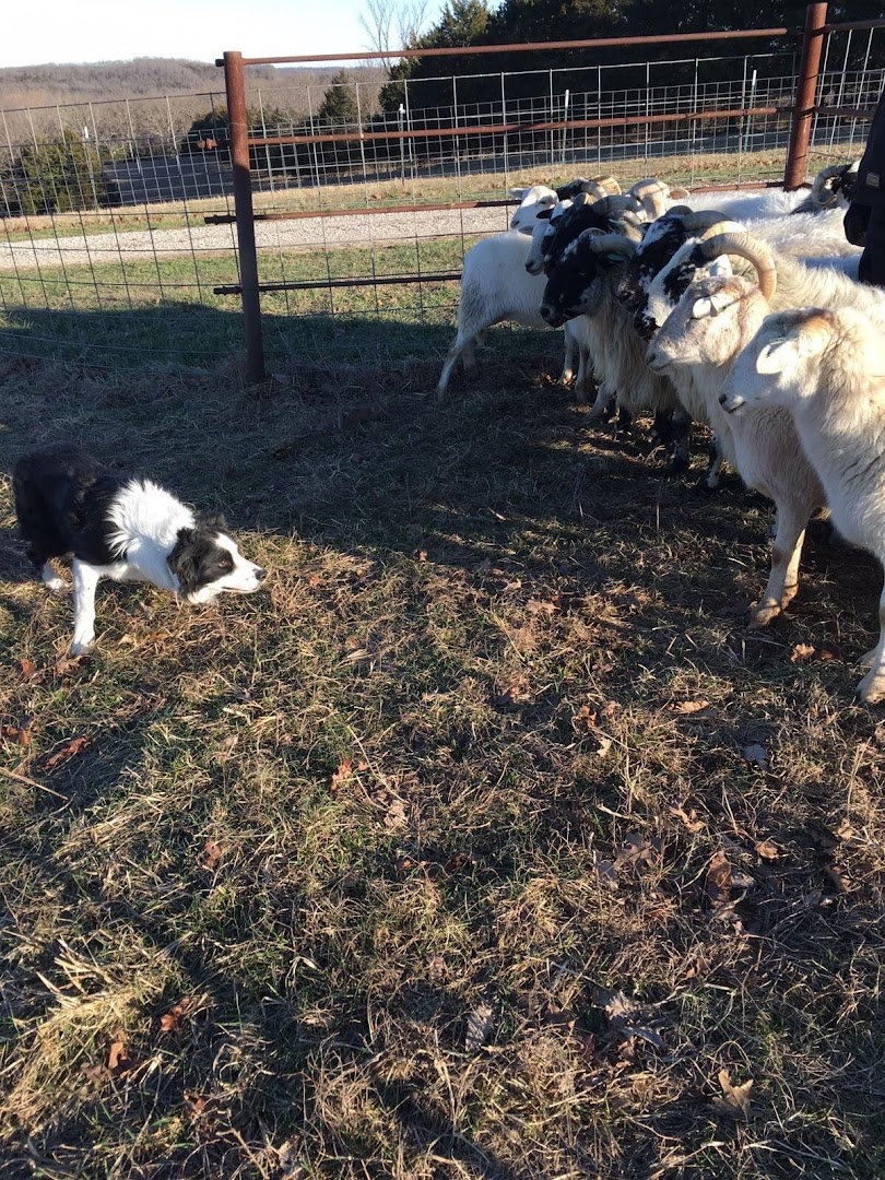 Gordon Watt Sheepdogs & Sheepdog Training