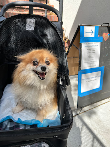 Animal Hospital «Blue Cross Pet Hospital», reviews and photos