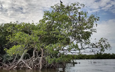 Estero Bay Aquatic Preserve image