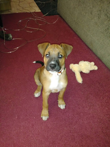 Pet Store «7 Seas Pet Care Center», reviews and photos, 13311 S Brandon Ave, Chicago, IL 60633, USA