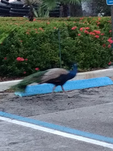 Private Golf Course «Deering Bay Yacht and Country Club», reviews and photos, 13610 Deering Bay Dr, Miami, FL 33158, USA