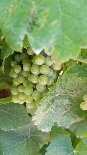 Vineyard «Romano Vineyard & Winery», reviews and photos, 15715 Bald Eagle School Rd, Brandywine, MD 20613, USA