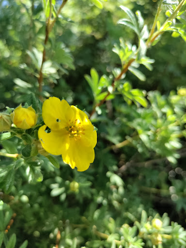 Grocery Store «Safeway», reviews and photos, 400 N Ruby St, Ellensburg, WA 98926, USA