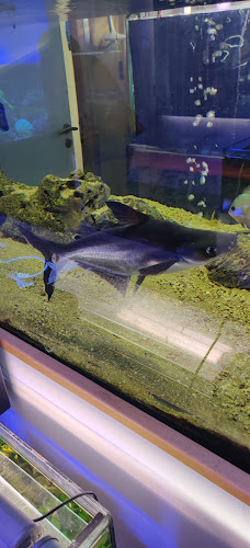 Avaliações doPeixanário - Aquariofilia em Portalegre - Veterinário