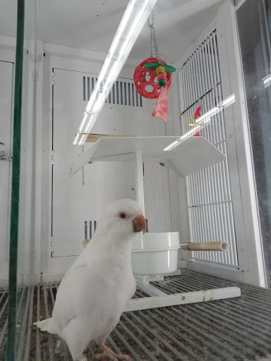 Pet Supply Store «Petco Animal Supplies», reviews and photos, 353 Harrison Bridge Rd, Simpsonville, SC 29680, USA