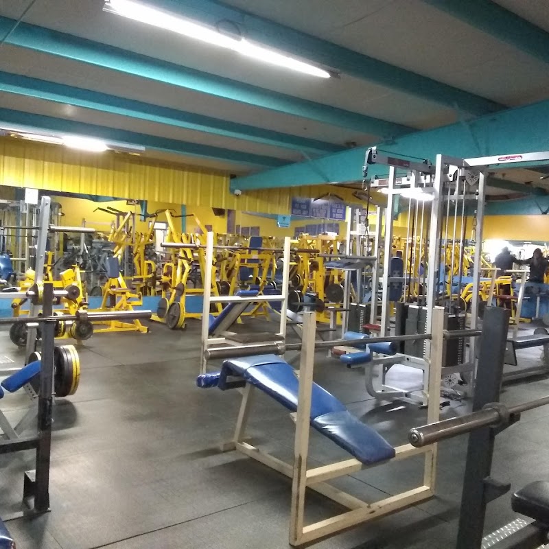 Mandrill's Gym