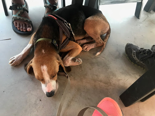 Winery «Currahee Vineyard & Winery», reviews and photos, 3301 W Currahee St, Toccoa, GA 30577, USA