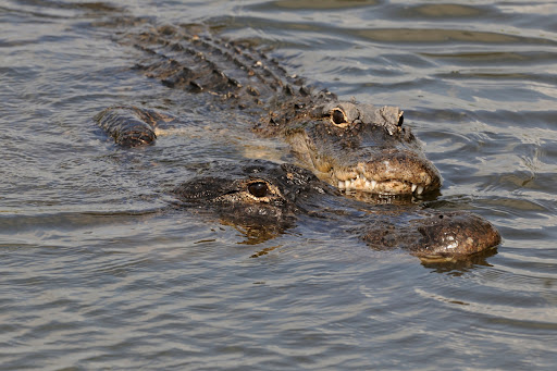 Alligator Alley RV Park image 7