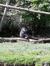 Photo n°11 de La Case des Chimpanzés à Romagne ()