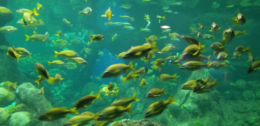 Aquarium «Shark Encounter», reviews and photos, Mission Bay Park, San Diego, CA 92109, USA