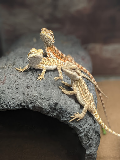 Pet Supply Store «Petco Animal Supplies», reviews and photos, 1933 South Rd, Poughkeepsie, NY 12601, USA