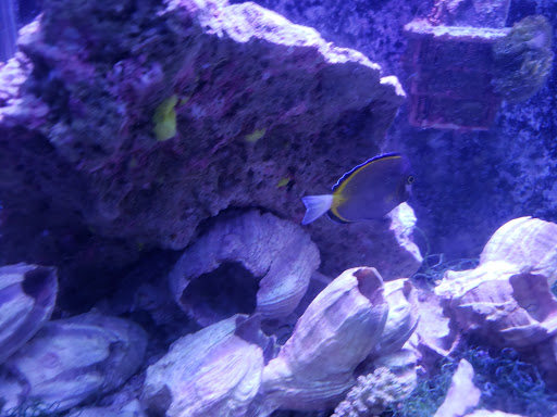 Pet Store «Fish & More Pet Store», reviews and photos, 310 E Main St #8, Sylva, NC 28779, USA