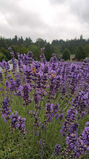 Event Venue «Woodinville Lavender», reviews and photos, 14223 Woodinville-Redmond Rd NE, Redmond, WA 98052, USA