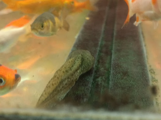 Pet Supply Store «Pet Supplies Plus», reviews and photos, 11525 S Saginaw St, Grand Blanc, MI 48439, USA