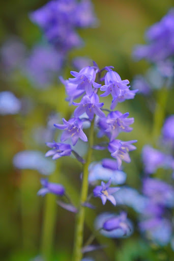 Park «Judkins Park and Playfield», reviews and photos, 2150 S Norman St, Seattle, WA 98144, USA