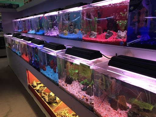 Tropical Fish Store «Trop Aquarium», reviews and photos, 3125 E Tropicana Ave D, Las Vegas, NV 89121, USA