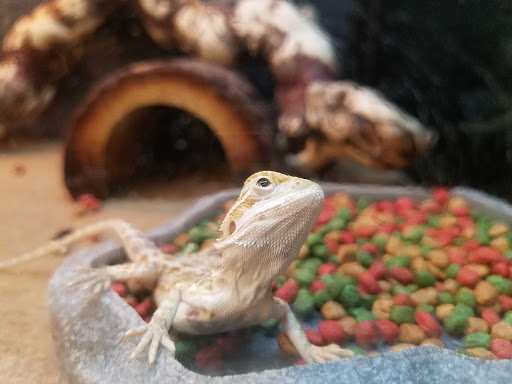 Pet Supply Store «PetSmart», reviews and photos, 1561 N Dysart Rd, Avondale, AZ 85323, USA