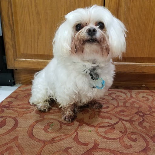 Tango PET DEPOT, 11213 Lee Hwy, Fairfax, VA 22030, USA, 