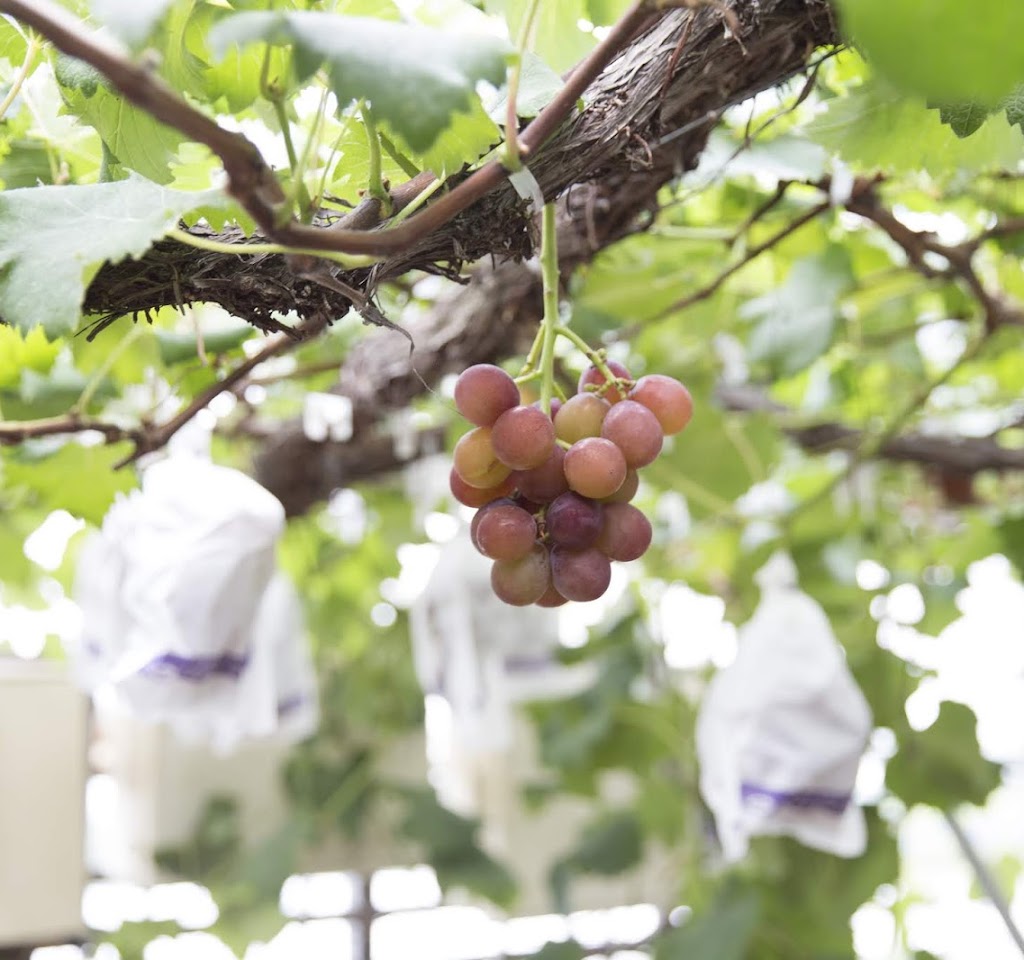 観光農園 吉次園 (KICHIJIEN cafe)