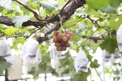 観光農園 吉次園 (KICHIJIEN cafe)