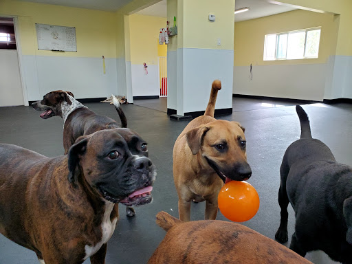 GOfetch image