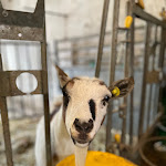 Photo n°3 de l'avis de Jonela.l fait le 06/06/2023 à 08:35 sur le  Agriturismo SanGallo à Bormio