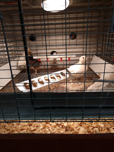 Hardware Store «Buchheit of Sparta», reviews and photos, 1817 N Market St, Sparta, IL 62286, USA