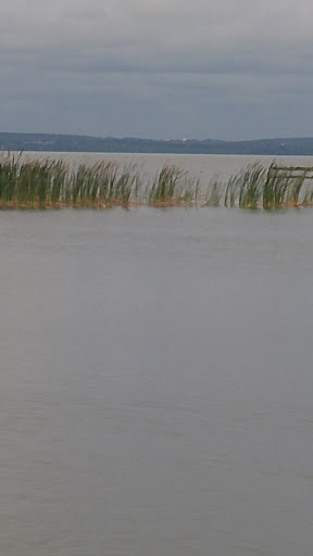 Nature Preserve «Lake Apopka North Shore», reviews and photos, 24600 County Road 448A, Mt Dora, FL 32757, USA