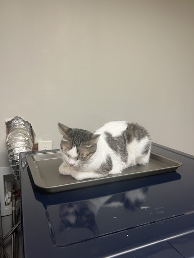 Diamond Valley Veterinary Clinic image
