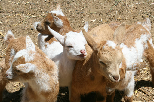 The Goat Farm