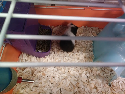 Pet Store «Petland Discounts - Paterson», reviews and photos, 128 Main St, Paterson, NJ 07505, USA