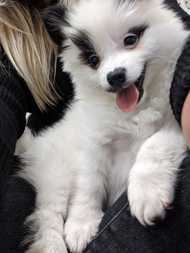 Pet Store «Fairwood Pet Center», reviews and photos, 14201 SE Petrovitsky Rd, Renton, WA 98058, USA