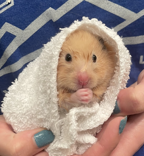 Pet Supply Store «Petco Animal Supplies», reviews and photos, 1415 E Warner Rd, Gilbert, AZ 85296, USA